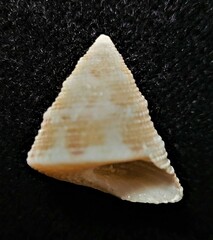 Calliostoma adelae