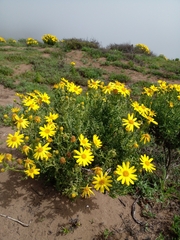 Senecio bahioides