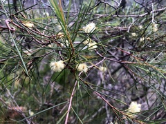 Acacia quadrilateralis