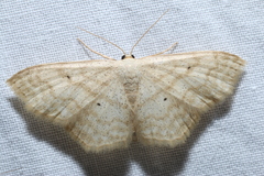 Scopula limboundata