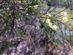 Acacia quadrilateralis