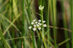 Oenantheae