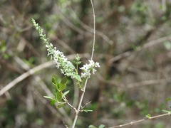 Aloysia