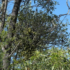 Notothixos subaureus