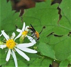 Pterallastes thoracicus