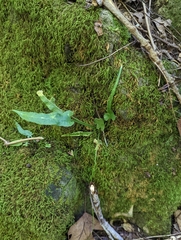 Asplenium rhizophyllum