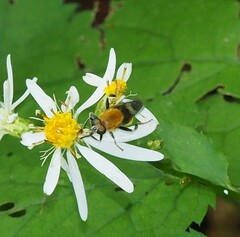 Pterallastes thoracicus
