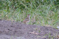 Chondestes grammacus