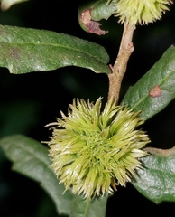 Andricus quercusfoliatus