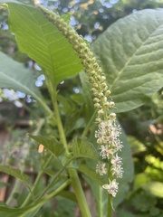Phytolacca heterotepala