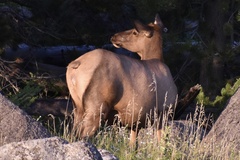 Cervus canadensis canadensis