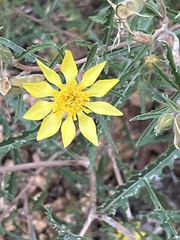 Mentzelia multiflora