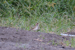 Chondestes grammacus