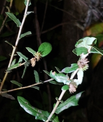 Andricus quercusfoliatus