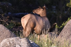 Cervus canadensis canadensis