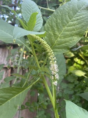Phytolacca heterotepala