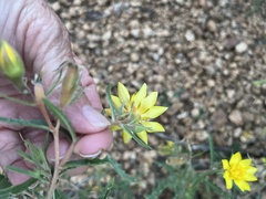 Mentzelia multiflora