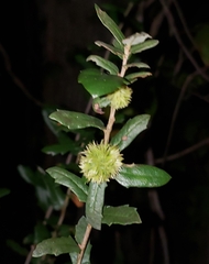 Andricus quercusfoliatus
