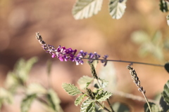 Cullen australasicum