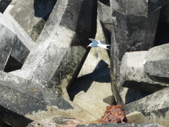 Sterna hirundo