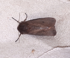 Phragmatobia fuliginosa