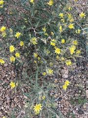Mentzelia multiflora