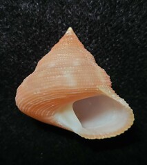 Calliostoma euglyptum