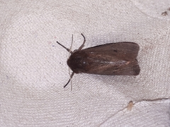 Phragmatobia fuliginosa