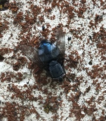 Calliphora vicina