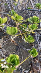 Scaevola taccada