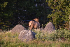Cervus canadensis canadensis