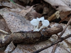 Resinomycena rhododendri