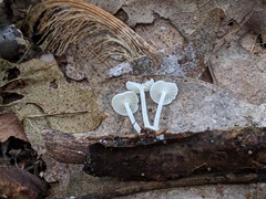 Resinomycena rhododendri