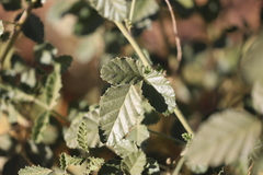 Cullen australasicum