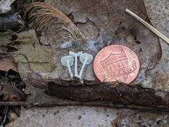 Resinomycena rhododendri