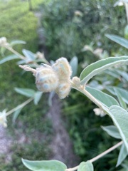 Croton