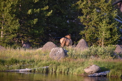 Cervus canadensis canadensis