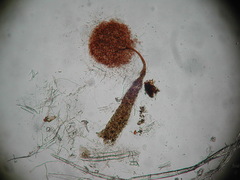 Clastoderma debaryanum