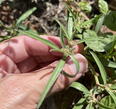 Euphorbia exstipulata