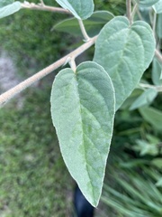 Croton