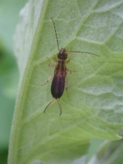 Forficula auricularia