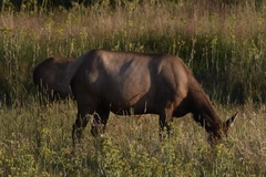 Cervus canadensis canadensis