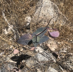 Asclepias cordifolia