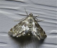 Petrophila canadensis