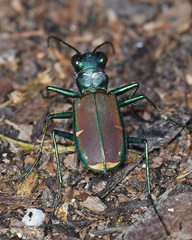 Cicindela splendida