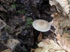 Pluteus longistriatus