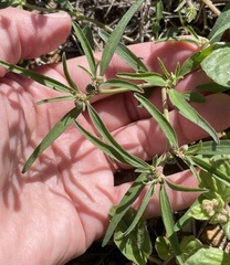 Euphorbia exstipulata