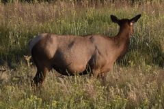 Cervus canadensis canadensis