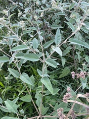 Croton