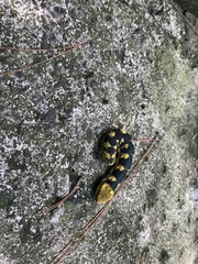 Sphecodina caudata